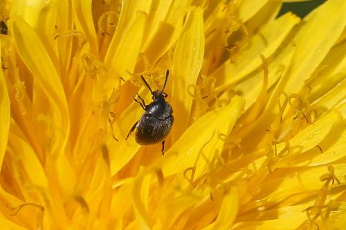 Réf. 297 913 : Spermophagus sp.
